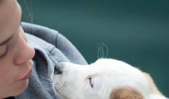 Are there any sure-fire ways to get a dog to like you? While all dogs are different, following these tips should help you make friends in no time!
