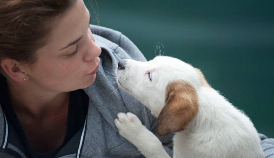 5 Surefire Ways to Get a Dog to Like You DogVills
