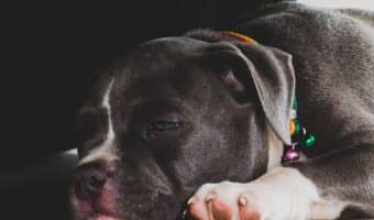 Trying to figure out how to get a puppy tired? We've got you covered! Read on for five fantastic exercises to burn off a puppy’s endless supply of energy.