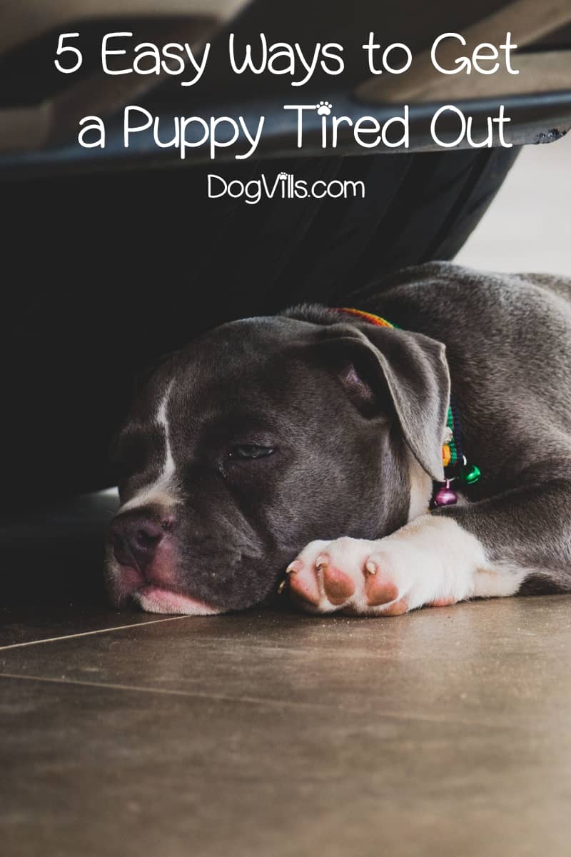 5 Easy Ways to Get a Puppy Tired Out DogVills