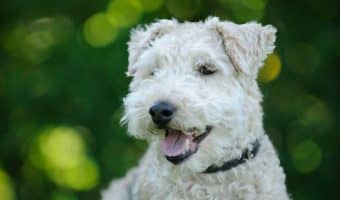 Are you curious to know about the healthiest small breed dogs? Read on to find out about the hardiest dogs with the fewest breed-wide health issues.