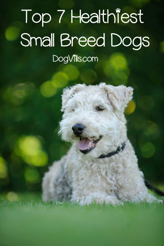 7 Healthiest Small Breed Dogs DogVills