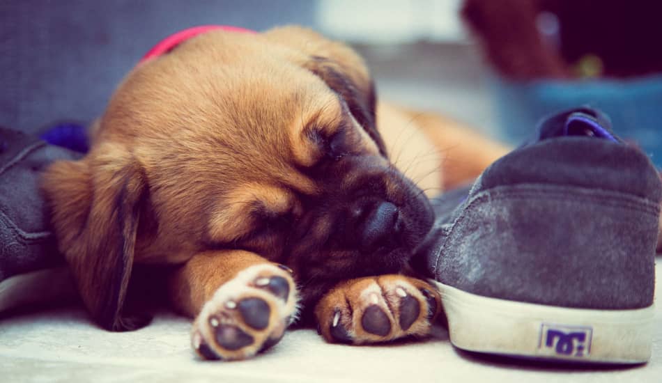 5 Easy Ways to Get a Puppy Tired Out DogVills