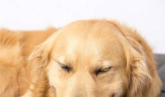 If you're looking for a complete review of the PetFusion Ultimate Dog Bed, I've got your back! Read on to find out if it's right for your dog!