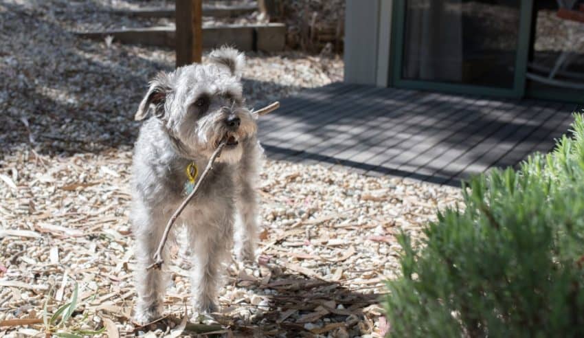 Considering a Schnoodle, but you're not sure if it's the right dog for you? Discover everything you need to know about these beautiful mixed breed dogs! 