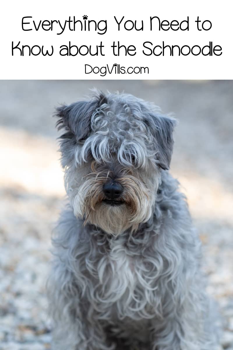 Complete Guide To The Schnoodle Dog Breed Dogvills Schnoodle Dog Breed Dogvills