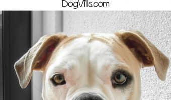 What do you do when your dog hates you? Read on to find out why it seems like your dog isn't your biggest fan, then learn how to change those actions!