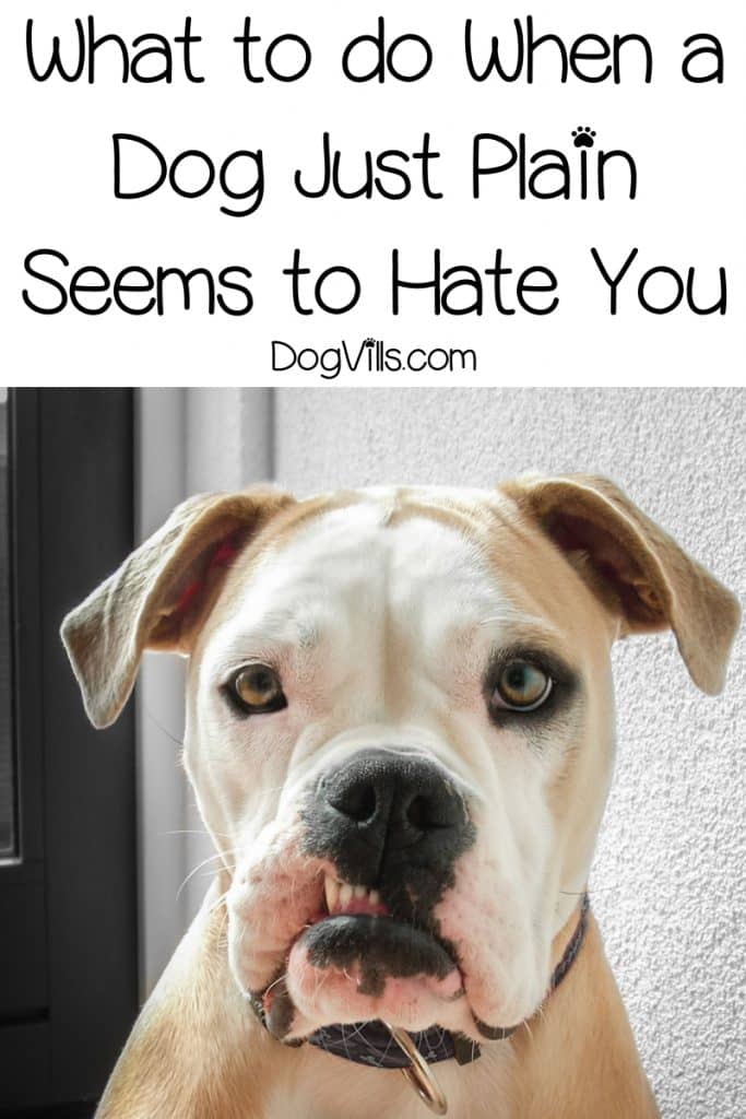 4 Signs Your Dog Hates You & What to Do About It DogVills