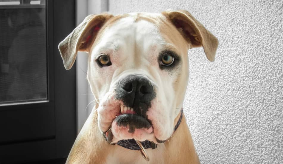 4 Signs Your Dog Hates You & What to Do About It DogVills