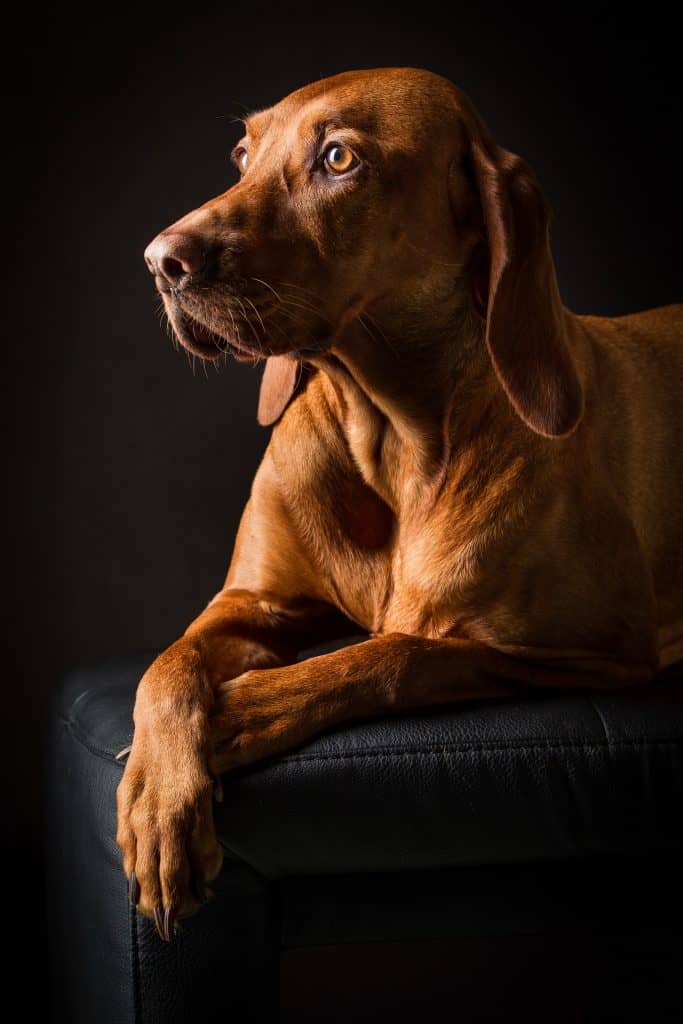 40 Beautiful Dog Names That Mean Hope DogVills 40-beautiful-dog-names-that-mean-hope-dogvills