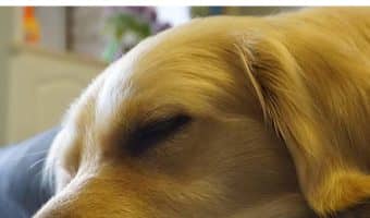 Looking for an LOAOL Waterproof Memory Foam Dog Couch review to find out if it's right for your dog? Read on to learn all about it!