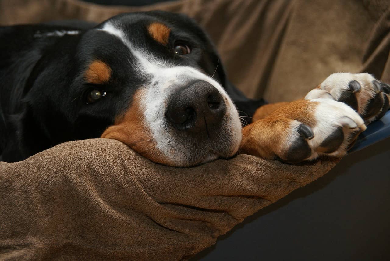 Dealing with Dog Nail Problems: Symptoms and Treatment