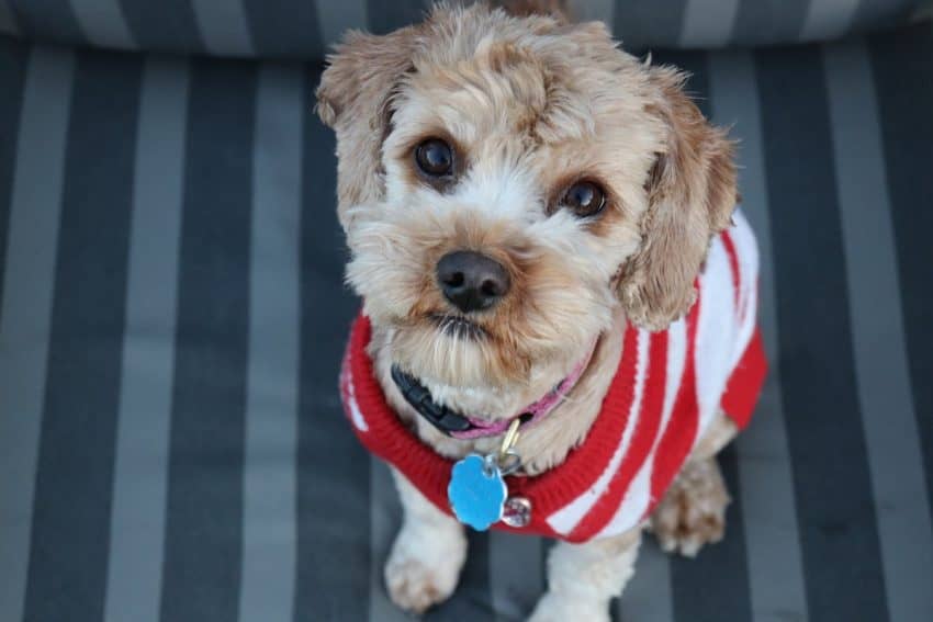 This list of dog obedience commands is filled with commands the promote safety and fun. Take a look at these training commands and get inspiration.