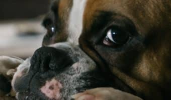 One of the most important parts of taking care of your dog is trimming his nails, but how do you fix an overgrown dog nail? Read on to find out!