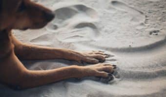 One of the most important parts of taking care of your dog is trimming his nails, but how do you fix an overgrown dog nail? Read on to find out!