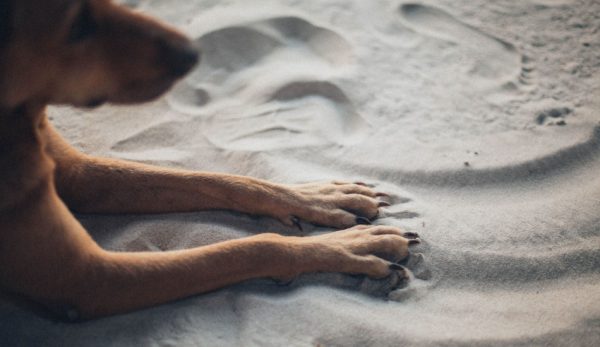 One of the most important parts of taking care of your dog is trimming his nails, but how do you fix an overgrown dog nail? Read on to find out!