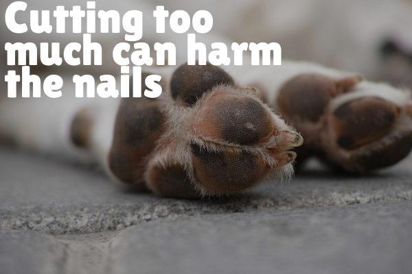 Cutting too much can harm the dog nails