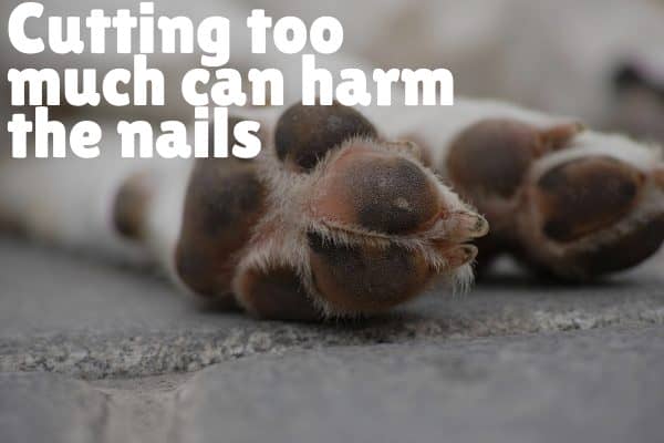 Cutting too much can harm the dog nails