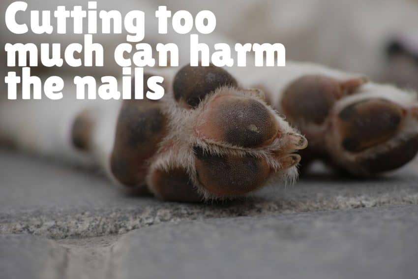 Dealing with Dog Nail Problems Symptoms and Treatment Advice DogVills