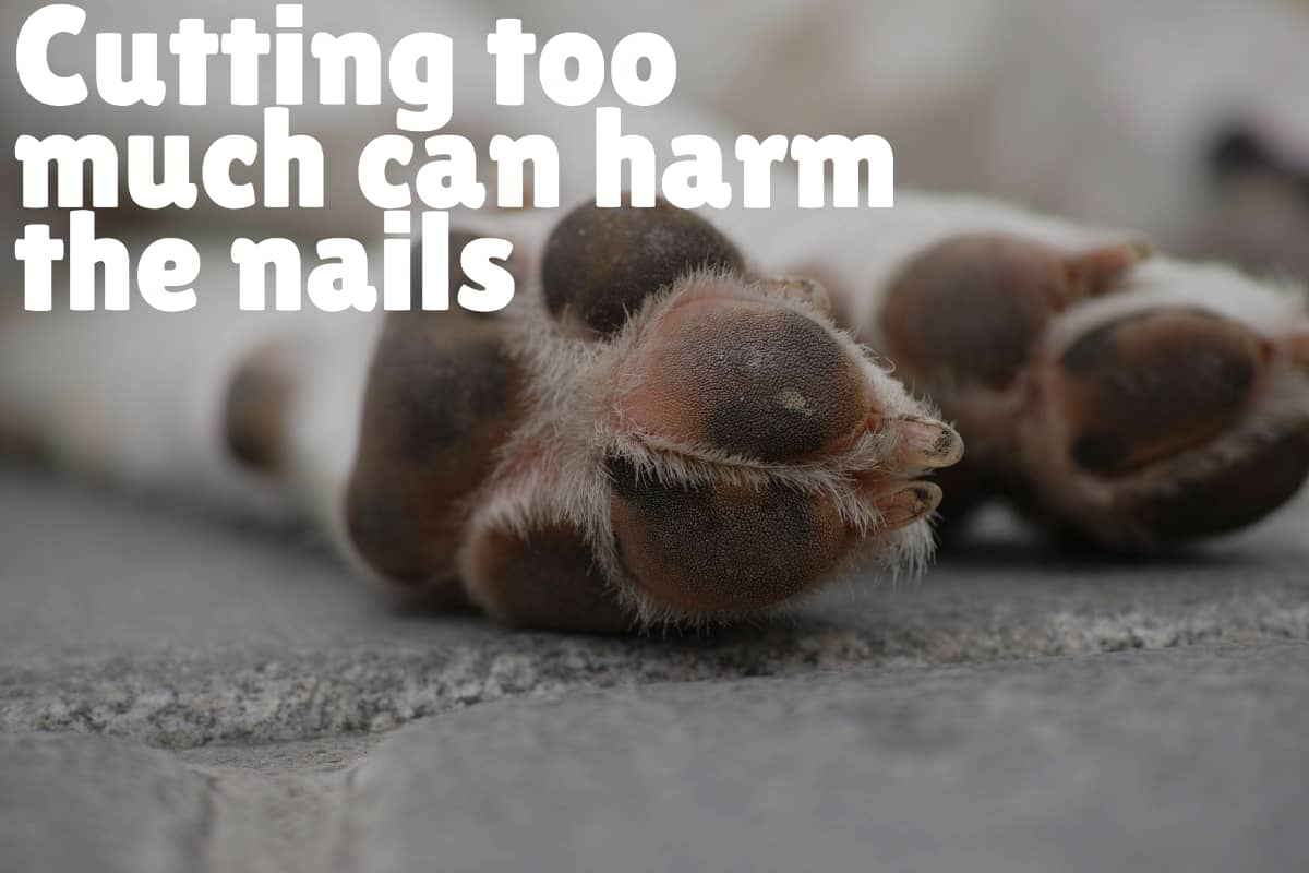 Dealing with Dog Nail Problems Symptoms and Treatment Advice DogVills