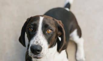 This list of dog obedience commands is filled with commands the promote safety and fun. Take a look at these training commands and get inspiration.