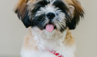 If you’re thinking about adopting a dog, you’re probably asking yourself “what should I do before getting a puppy?” Read on to find out!