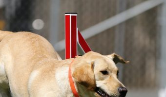 If you're looking for the best dog agility books, I've got you covered! Read on for my top 5 picks, plus tips on making your own obstacle course!
