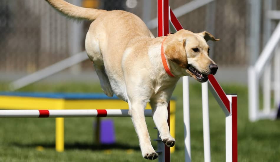 Top 5 Best Dog Agility Books To Help Train Your Dog In Coursework