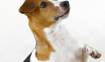 What do you know about dog nail problems? Unless you've dealt with them, I'm betting not as much as you should! Read on to learn all about them!