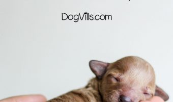 If you're looking for dog names that mean hope, you've come to the right place. Read on to find  beautiful ideas for both male and female dogs.
