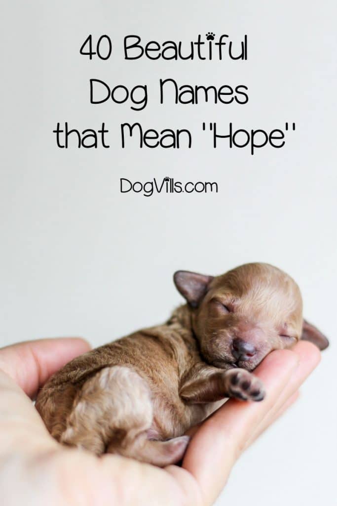 40 Beautiful Dog Names That Mean Hope http//www