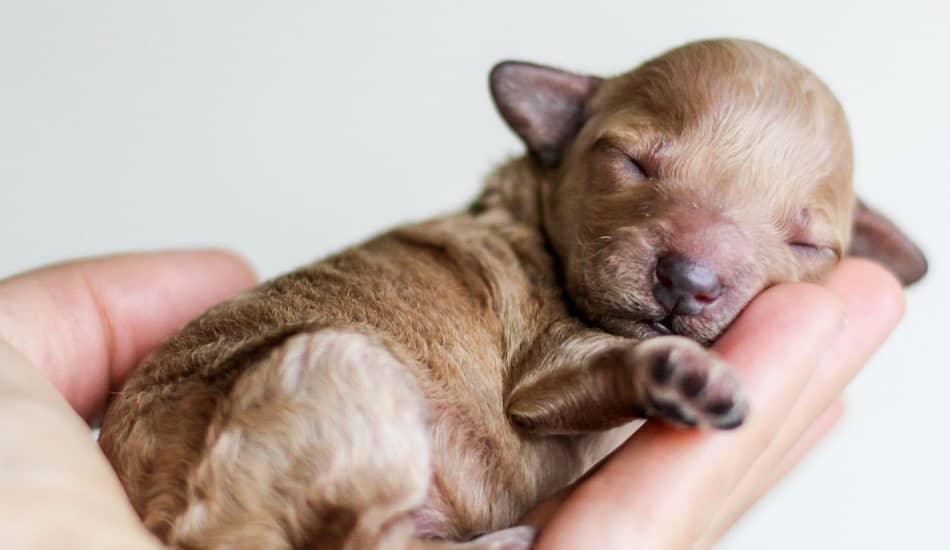 40 Beautiful Dog Names That Mean Hope http//www
