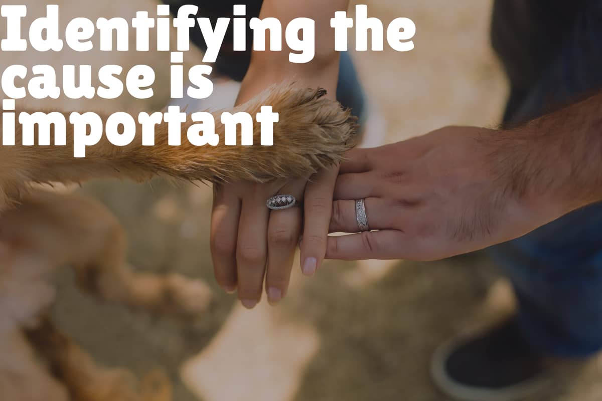 Dealing with Dog Nail Problems Symptoms and Treatment Advice DogVills