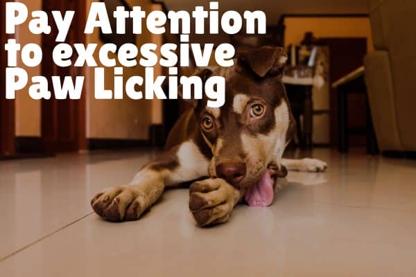 paw lickingSymptoms of dog nail discoloration and problems