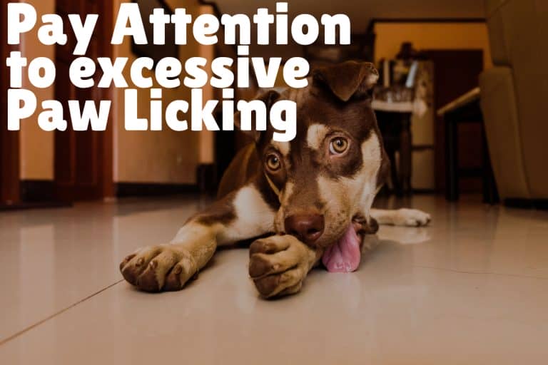 Dealing with Dog Nail Problems Symptoms and Treatment Advice DogVills