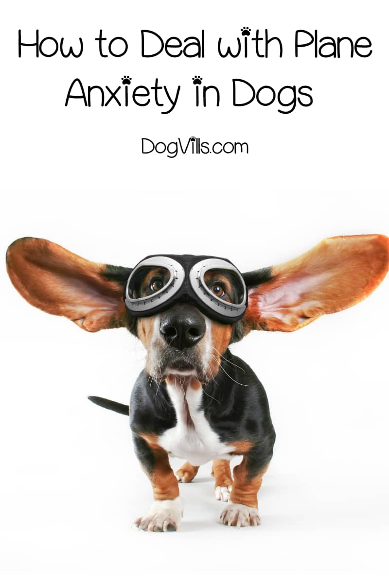 How to Deal with Plane Anxiety in Dogs DogVills