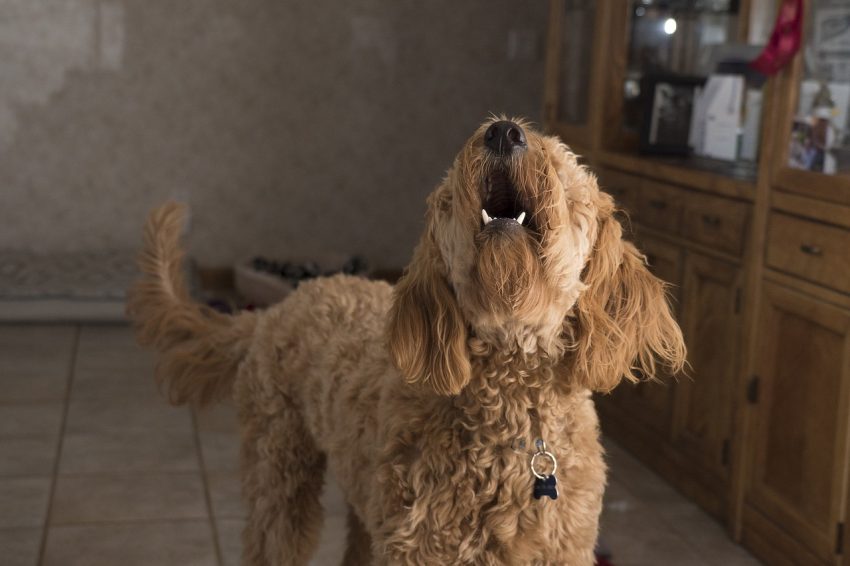 Got a dog that barks constantly? Click to read seven tips that experts recommend for reducing excessive barking.