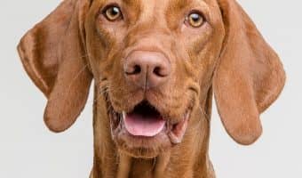 Sometimes, just reading some inspirational short quotes about dogs can totally turn a bad day around. Check out our favorites!