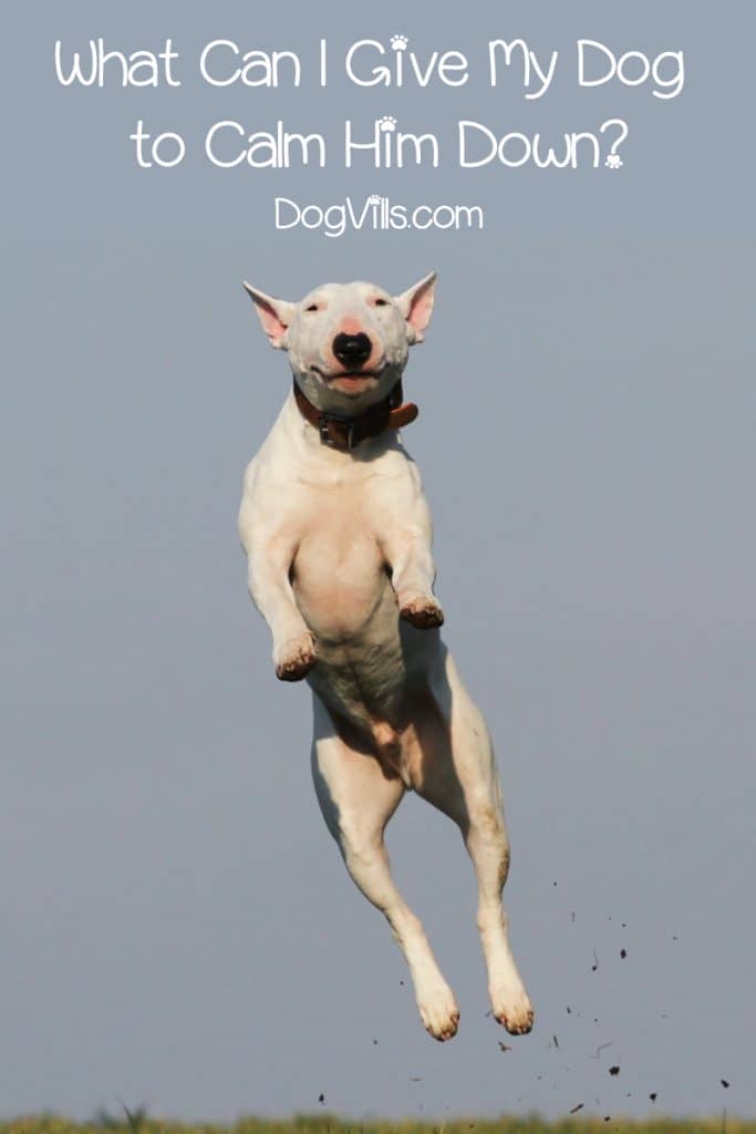 What Can I Give My Dog To Calm Him Down? DogVills