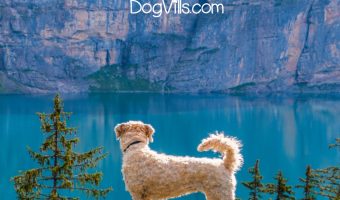 If you're looking for tips to keep your dog safe during camping, I've got you covered! Read on for ten things you need to know!