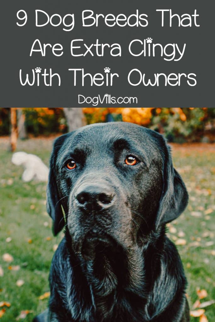 9 Dog Breeds That Are Extra Clingy With Their Owners http//www