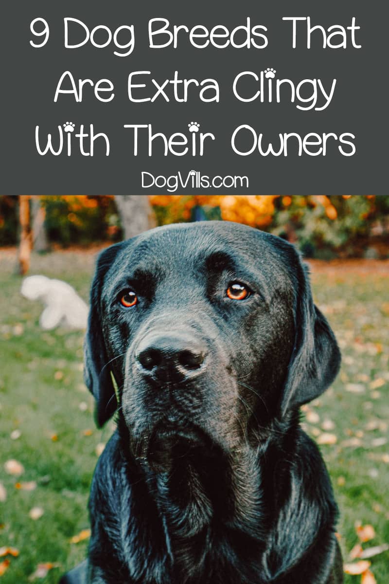 Why Do Older Dogs Get Clingy