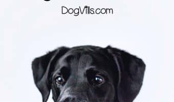 Looking for a complete Romeo Orthopedic Bolster Dog Bed review? Read on for the top features, pros and cons to see if it's right for your dog!