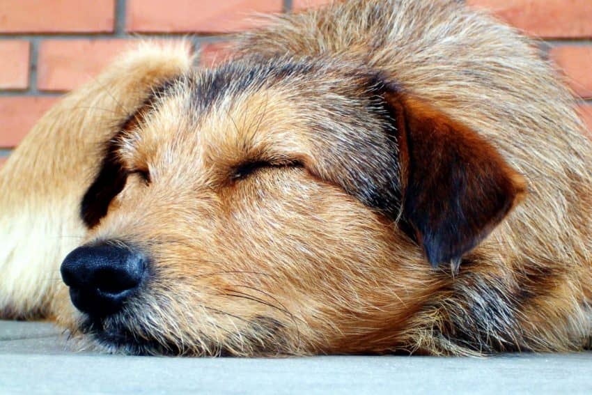 Is your dog rejected that brand new (and expensive!) dog bed you just gave her. Find out why your dog sleeps on the floor instead of her bed!