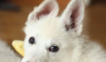 Do you know how to teach a puppy their name? Here’s a hint: it’s not just by saying it often enough! Read on to find the easier way to do it!