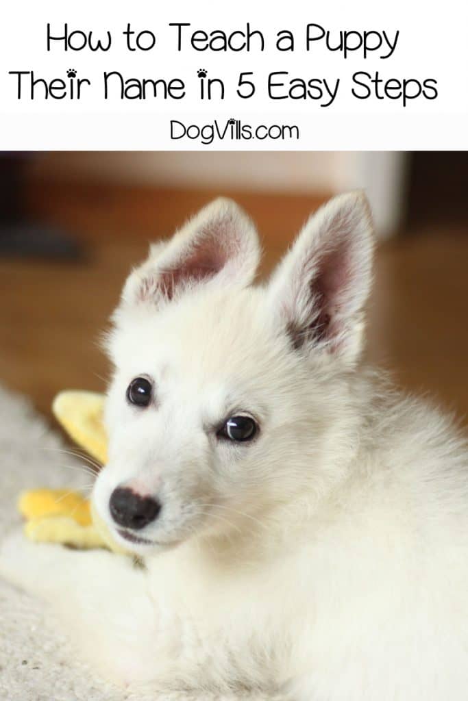 How to Teach a Puppy Their Name in 5 Easy Steps - DogVills