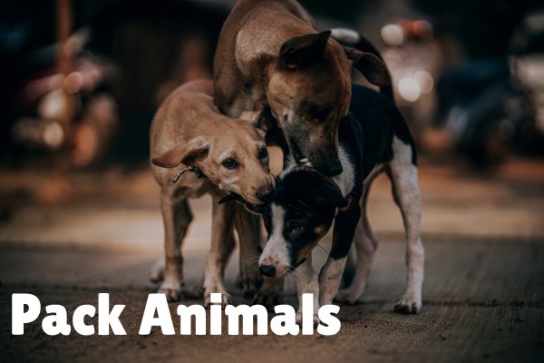 How to choose a second dog pack animals