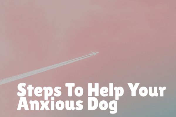 Overcoming Flight Anxiety in Dogs
