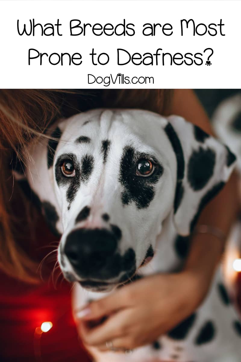 Owning a Deaf Dog Everything You Need to Know DogVills
