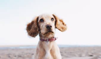 Want the best clicker training books to help you train your dog? I've got you covered. Read on for the top five books that cover all the basics and more!